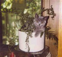Doesn't every kitten hang out in a flower pot?